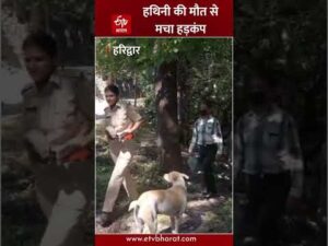 Haridwar के जंगल में हथिनी की मौत से मचा हड़कंप, जांच में जुटी टीम | Forest Department |… - YouTube video