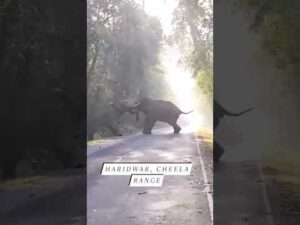 Haridwar Cheela Road #elephant #haridwar #rishikesh #cheela #ganga - YouTube video