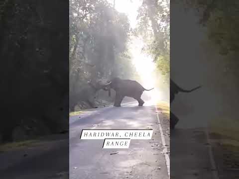 Haridwar Cheela Road #elephant #haridwar #rishikesh #cheela #ganga - YouTube video