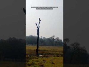 Jhilmil Jheel Safari at Haridwar #jhilmiljheel #jhilmil #birding #birdwatching #birdingph… - YouTube video